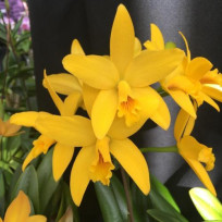 Cattleya Blazing Treat Amarela - T2