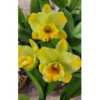 Blc. Destiny Dixon - ESPATANDO