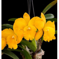 Potinara Free Spirit Miami Sun - AD ( Saldão)