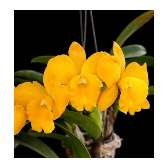 Potinara Free Spirit Miami Sun - AD ( Saldão)