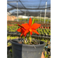 Aurantiaca x Sophronitis Coccinea - AD