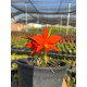 Aurantiaca x Sophronitis Coccinea - AD