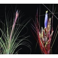 Tilandsia Juncea + Suporte de Arame