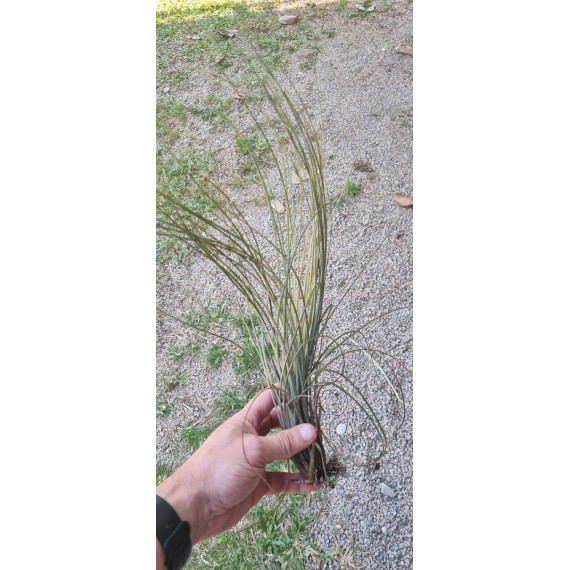 Tilandsia Juncea + Suporte de Arame