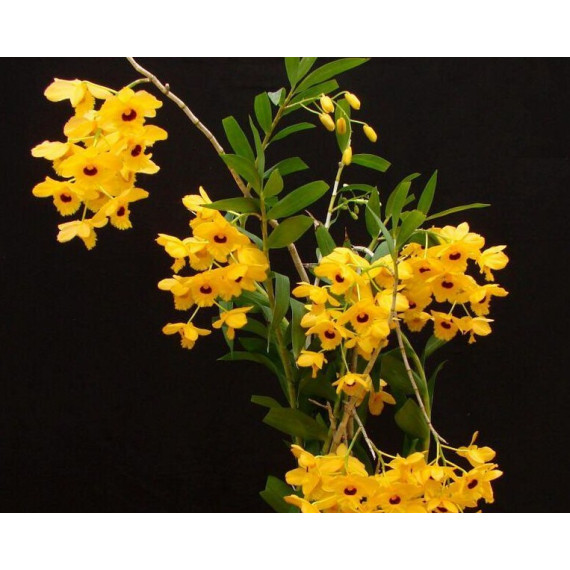 Dendrobium Fimbriatum - AD (grande porte)