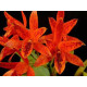 Cattleya Aurantiaca Mishima Spots - Muda