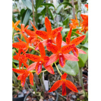 Cattleya Aurantiaca Mishima Spots - Muda