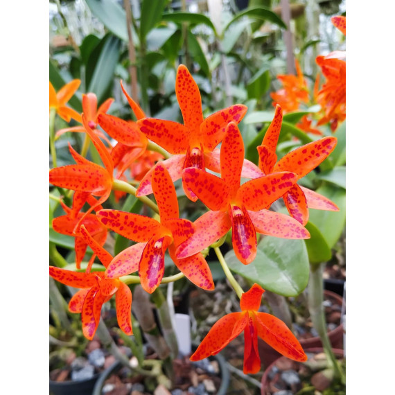 Cattleya Aurantiaca Mishima Spots - Muda