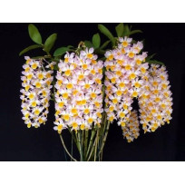 Dendrobium Farmerii - AD