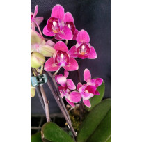 Mini Phalaenopsis Lianher Happy Star Pelorica -AD