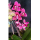 Mini Phalaenopsis Lianher Happy Star  Pelorica -AD