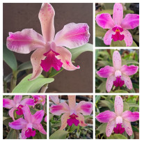 Cattleya Amethystoglossa Flamea 1 x flamea 2- AD (1 UNID)
