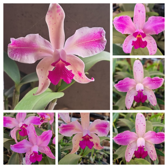 Cattleya Amethystoglossa Flamea 1 x flamea 2-...