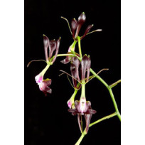 Epidendrum Melanoporphyreum (Negro) - AD
