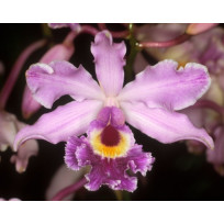 Myrmecophylla Hunboldtii - NBS