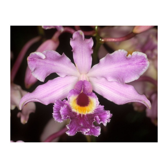 Myrmecophylla Hunboldtii - NBS