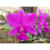 Lc. Aloha Case "Ching Hua" (AD)