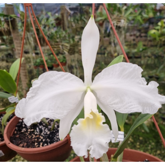Cattleya Luedmannniana var. Alba - AD