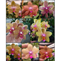 Phalaenopsis Brother Canary - AD