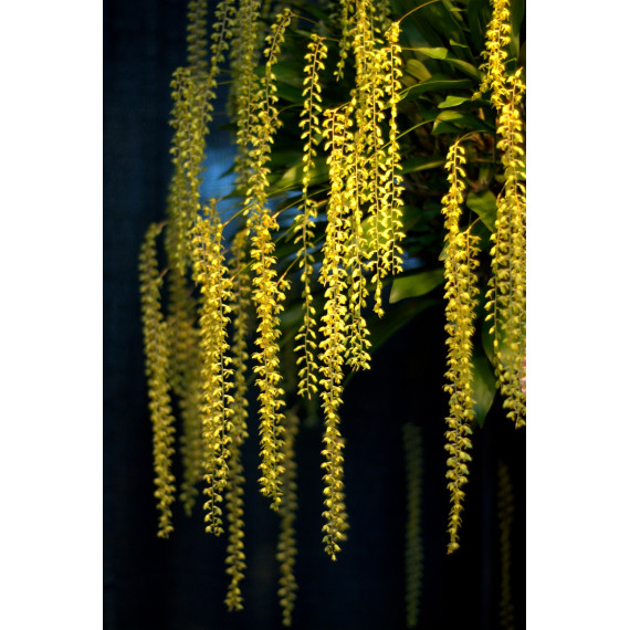 Dendrochillum Cobbianum - no Cachepô de madeira