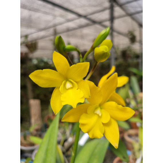 Enanthleya Golden Sunbirst - Espatando