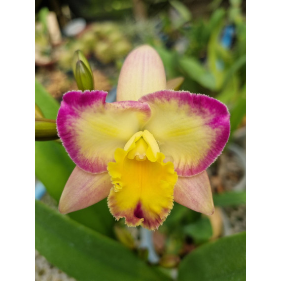 Rlc. Momilani Rainbow Waldorf