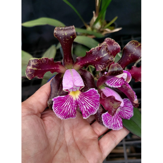 Cattleya Schilleriana Aurion - AD (Na Placa)