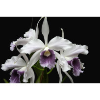 Laelia Purpurata Ardosia - AD