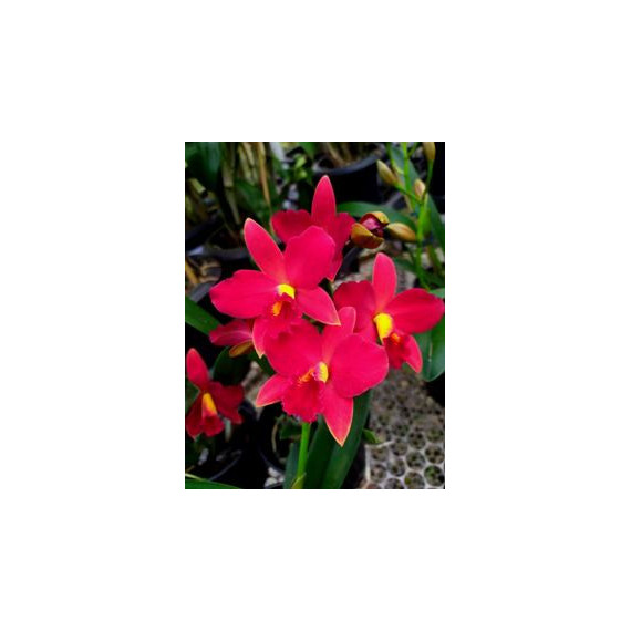 Cattleya Meu Primeiro Amor (Em Floração)