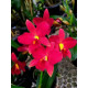 Cattleya Meu Primeiro Amor (Em Floração)