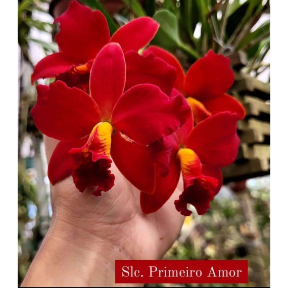 Slc. Primeiro Amor - NBS