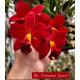 Slc. Primeiro Amor - NBS