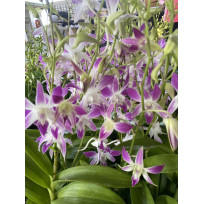 Dendrobium Earsakul Caesar -  NBS