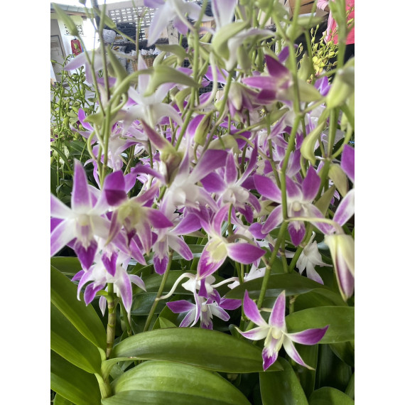 Dendrobium Earsakul Caesar -  NBS