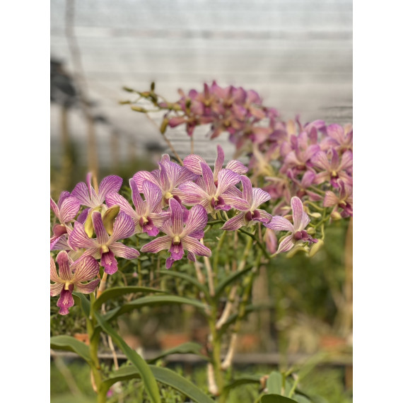 Dendrobium Sirin x Pink Stripe (denphal)  -  NBS