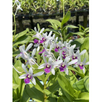 Dendrobium Mee Sang Nil