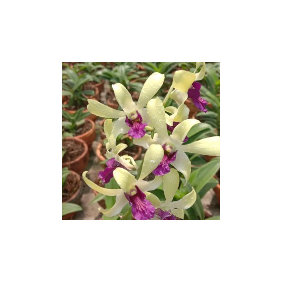 Dendrobium  Dr Uthai Mini (denphal) -  NBS