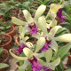 Dendrobium  Dr Uthai Mini (denphal) -  NBS