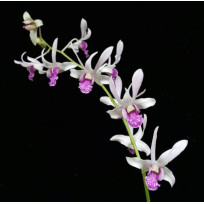 Dendrobium  Dr Uthai Mini (denphal) -  NBS