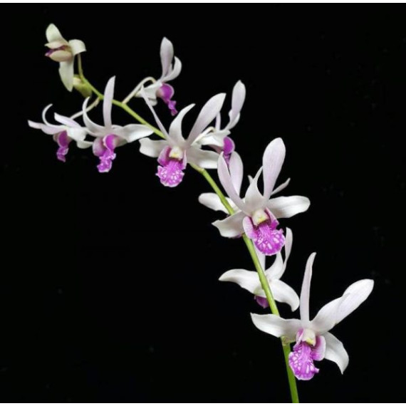 Dendrobium  Dr Uthai Mini (denphal) -  NBS
