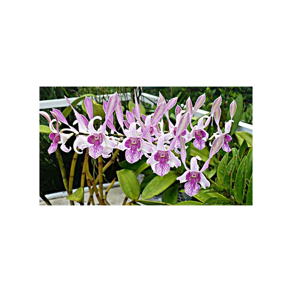 Dendrobium Uthai x Anteloop Pink (denphal) -  NBS