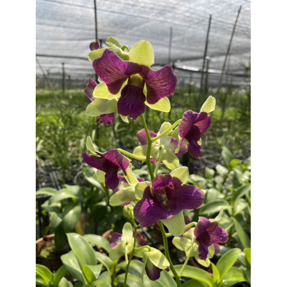 Dendrobium Thongchai 3 Lips (denphal) -  NBS