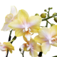 Phalaenopsis Bolgheri Lemon (Perfumada) EM FLORAÇÃO