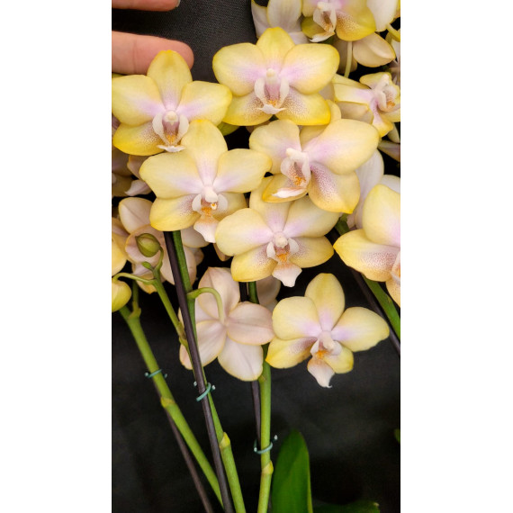 Phalaenopsis Bolgheri Lemon (Perfumada) EM...