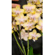 Phalaenopsis Bolgheri Lemon (Perfumada) EM FLORAÇÃO