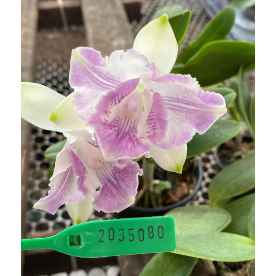 Cattleya Intermedia  Coerulea "Blue Moon" x self - AD
