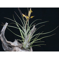 Tilandsia Disticha