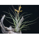 Tilandsia Disticha