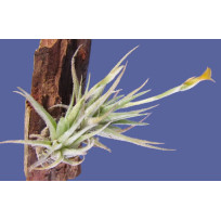 Tilandsia Loliacea