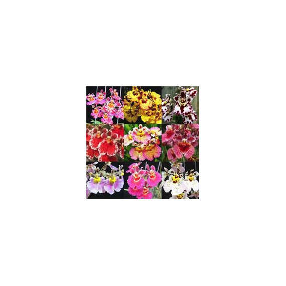 Tolumnia (Onc. equitante) - AD